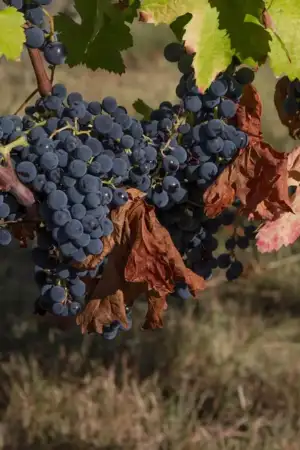 Vinho da Madeira regista redução em valor e quantidade no mercado nacional